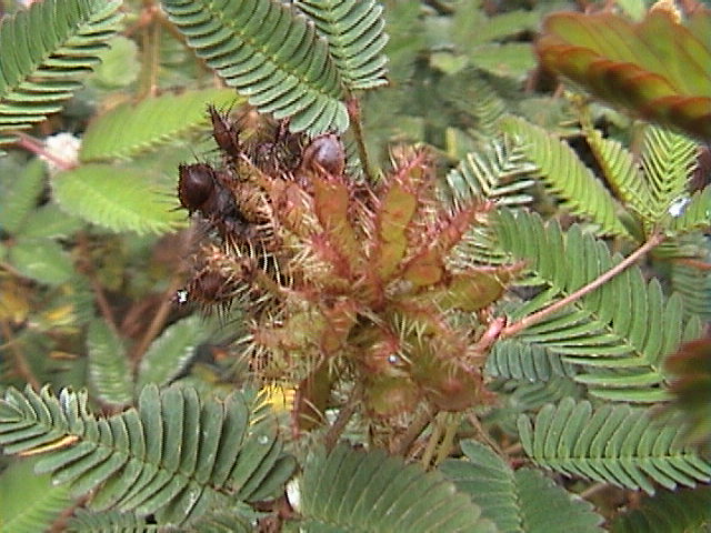 Mimosa sensitive 06.jpg